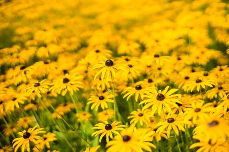 A field of bright yellow flowersの写真素材