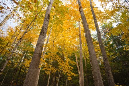 Looking up at autumn leavesの写真素材