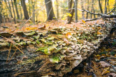 Fungi grows along a fallen tree in autumn forestの写真素材
