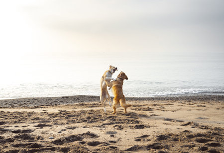 Two dogs playfully wrestle on a beach
