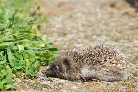 A small hedgehog in a garden near some grass with copy spaceの写真素材