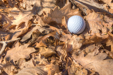 A golf ball resting amonst dry brown leavesの写真素材