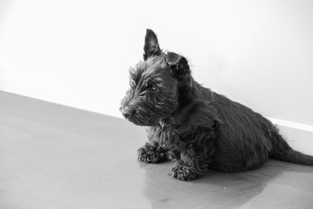 A Scottish Terrier puppy sitting downの写真素材