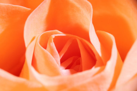 rose close-upの写真素材