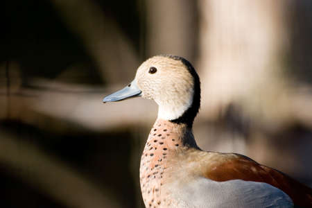 Duck portraitの写真素材