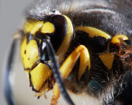 wasp close-up