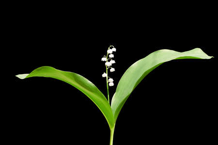lily of the valley over blackの写真素材