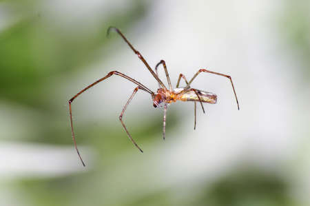 spider close-upの写真素材