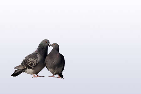 kissing pigeons isolated over whiteの写真素材