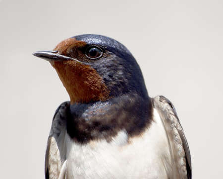 swallow over gray close-upの写真素材