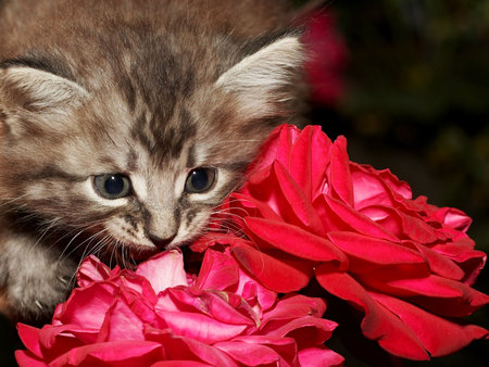 kitten smelling the rosesの写真素材