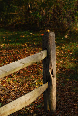 Unhusked wild walnut sitting on top of a wooden fence post, with leaf littered lawn backgroundの写真素材