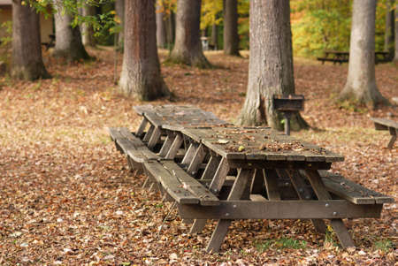 Park picnic tables covered with autumn leaves and a couple of chewed-on walnuts.の写真素材