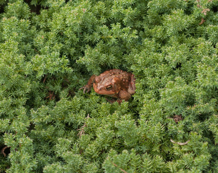Detail view common garden toad resting in the landscaping  