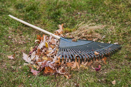 Leaf rake lying on pile of autumn leafs on grass yard.の写真素材