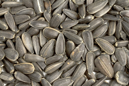 Close up image of sunflower seeds
