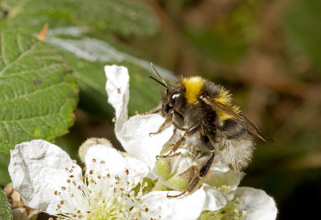 Close up bumble bee on white flower