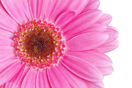 Close up image of pink gerberaの写真素材
