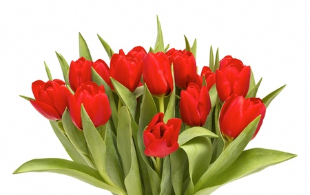 Bunch of red tulips on white backgroundの写真素材