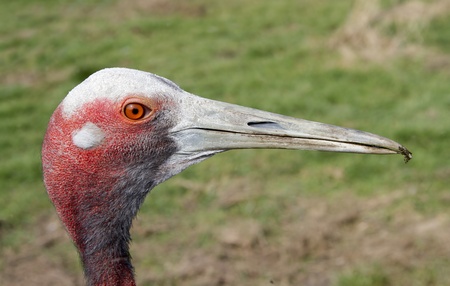 Sarus Crane  Grus antigone の写真素材