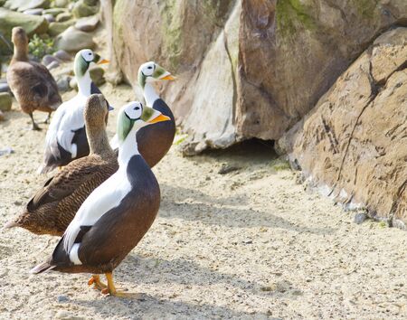 Spectacled Eider  Somateria fischeri の写真素材