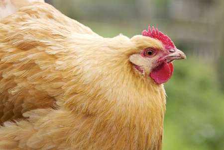 Close up image of Orpington chicken henの写真素材
