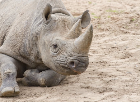 White rhino on soilの写真素材