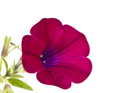 Red petunia flower on white backgroundの写真素材
