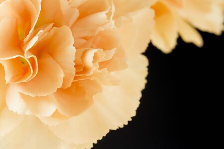 Close up image of pale orange carnations on black backgroundの写真素材