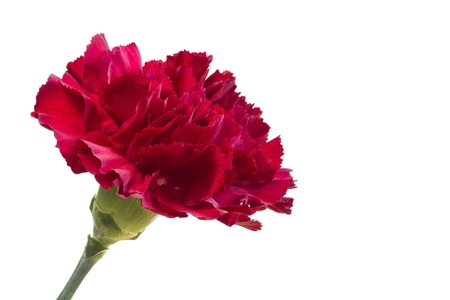 Dark red carnation flower on white backgroundの写真素材