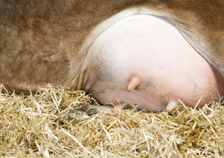 Close up cows udders with milk drops on teatの写真素材