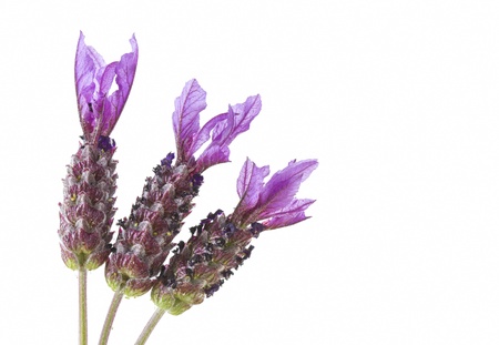 Lavender flowers on white backgroundの写真素材