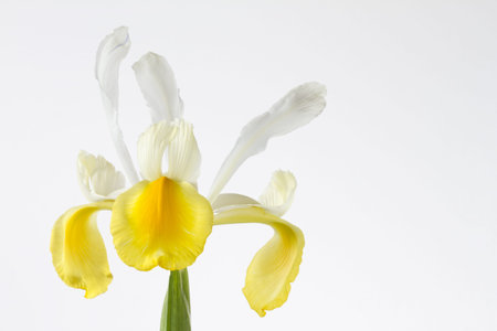 Yellow and white iris flower on white background