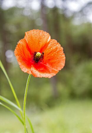 Red poppy growing in fieldの写真素材