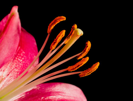 Dark pink lily stamens on a black background