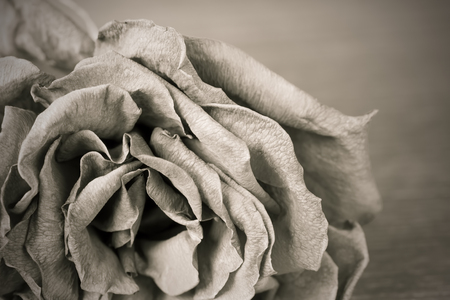 Black and white image of old dead roseの写真素材