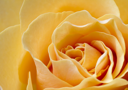 Close up beautiful peach color rose の写真素材