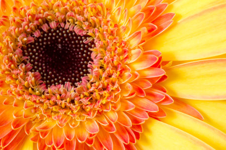 Bright yellow and orange gerbera 