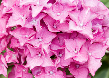 Close up pink hydrangea flowers