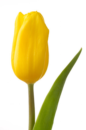 Beautiful yellow tulip flower on whiteの写真素材