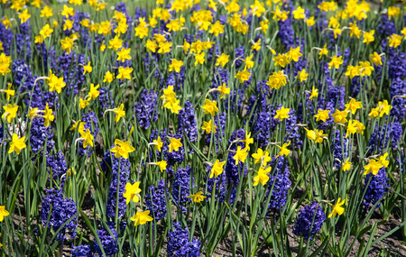 Ornamental garden with daffodils and hyacinthsの写真素材