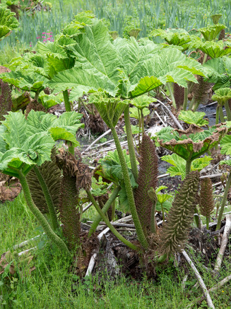 Gunnera manicata or giant rhubarb in woodland bog gardenの写真素材
