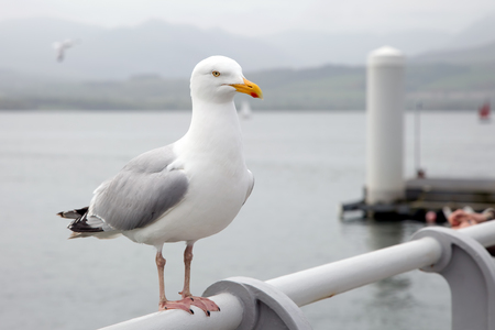 Seagull perched on a pier handrailの写真素材