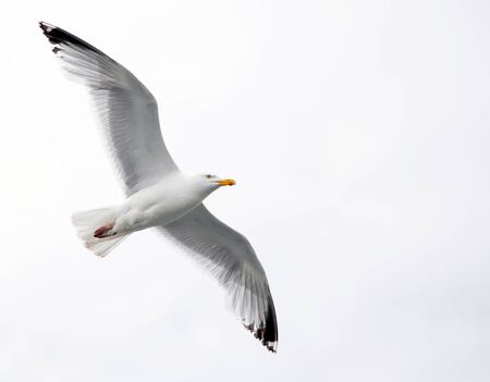 Single seagull in flight on grey skyの写真素材