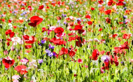 Digitally modified red poppies and wild flowersの写真素材