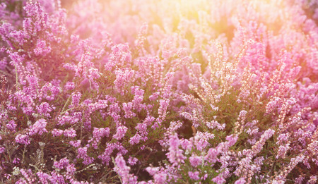 Pink heather with sun flareの写真素材