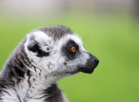 Close up portrait of ring tailed lemurの写真素材