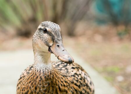 Close up portrait of a female mallard duckの写真素材