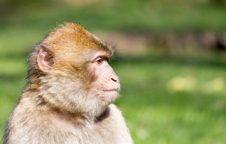 Portrait of a Barbary Macaqueの写真素材