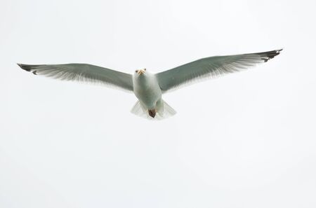 Single seagull in flight on grey skyの写真素材
